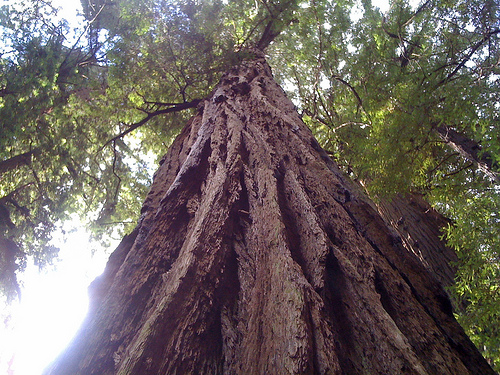 redwood