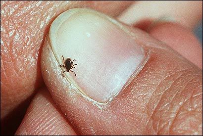 http://www.pestcontrolrx.com/photos/uncategorized/2008/09/02/deertick.jpg