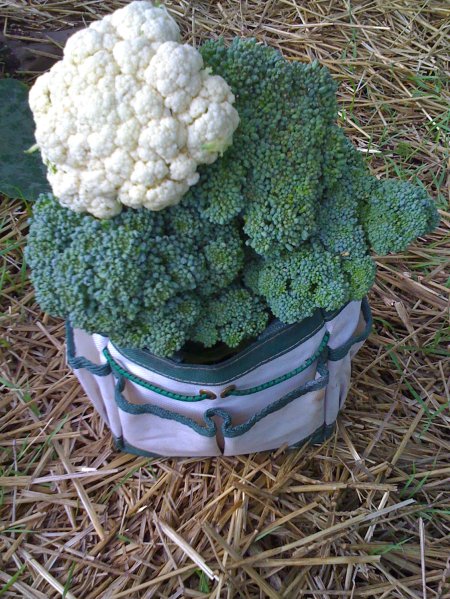 broc/cauli