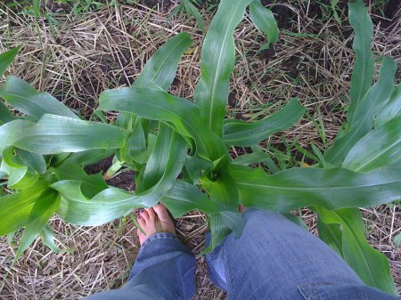 knee high